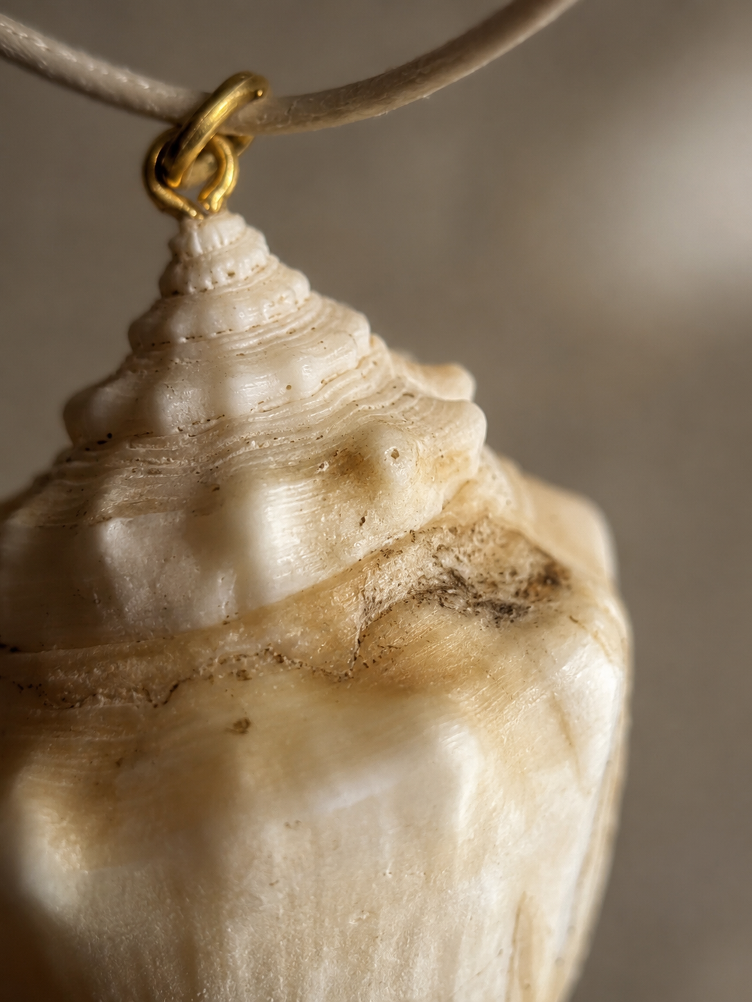 close up of natural shell on leather